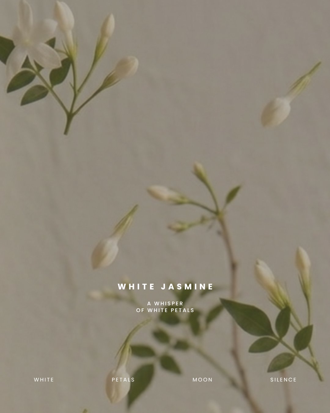 White Jasmine - Image 6
